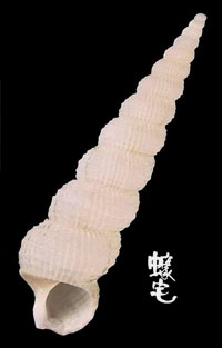 細肋海螄螺拷貝