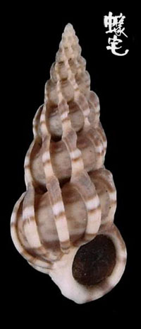 花格海螄螺拷貝
