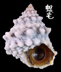 假結瘤玉黍螺拷貝