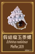 假結瘤玉黍螺