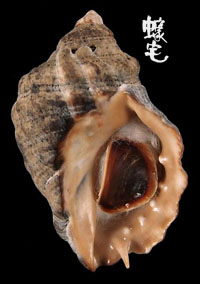 褐口刺岩螺 1拷貝