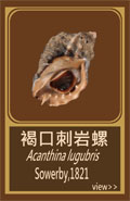 褐口刺岩螺