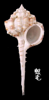 小鷸頭骨螺拷貝