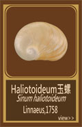 Haliotoideum玉螺