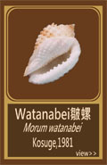 Watanabei皺螺