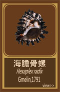 海膽骨螺