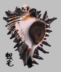 刺蝟骨螺 1拷貝