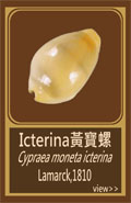 Icterina黃寶螺