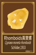 Rhomboids黃寶螺