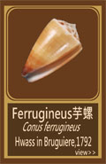 Ferrugineus芋螺