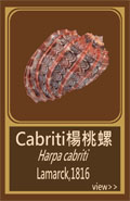 Cabriti楊桃螺