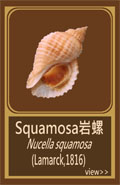 Squamosa岩螺