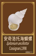 安奇洛托海螄螺