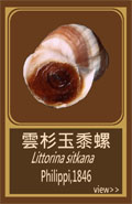 雲杉玉黍螺