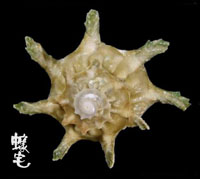 扁星螺拷貝