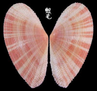 鯊皮櫻蛤 1拷貝