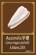Assimilis芋螺