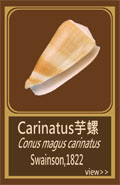 Carinatus芋螺