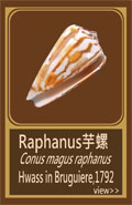 Raphanus芋螺