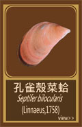 孔雀殼菜蛤