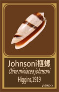Johnsoni榧螺