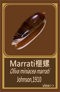 Marrati榧螺