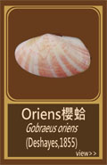 Oriens櫻蛤