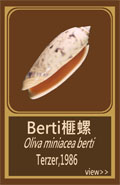 Berti榧螺