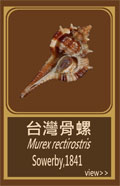 台灣骨螺