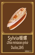 Sylvia榧螺