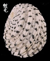 織錦蜑螺 Nerita textilis拷貝