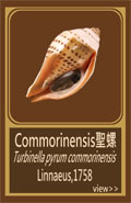 Commorinensis聖螺