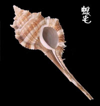 Malabaricus骨螺拷貝