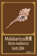 Malabaricus骨螺