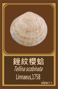 銼紋櫻蛤