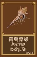 寶島骨螺