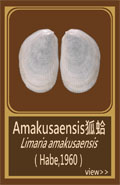 Amakusaensis狐蛤