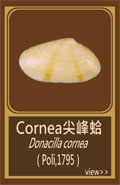 Cornea尖峰蛤