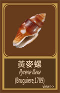 黃麥螺