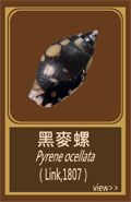 黑麥螺