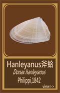 Hanleyanus斧蛤