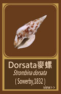Dorsata麥螺