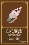 白花麥螺