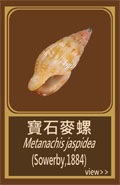 寶石麥螺
