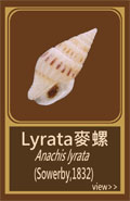 Lyrata麥螺