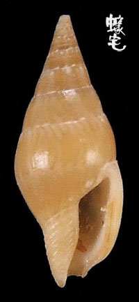 蛹形麥螺 1拷貝