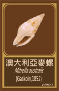 澳大利亞麥螺