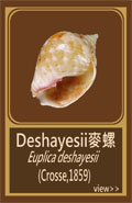 Deshayesii麥螺