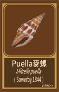 Puella麥螺