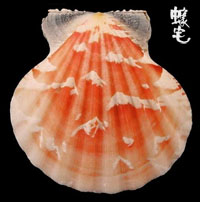 雲嬌海扇蛤 1拷貝